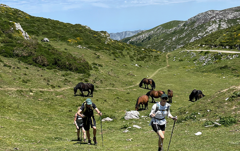 Hikers in a hilly meadow with wild horses