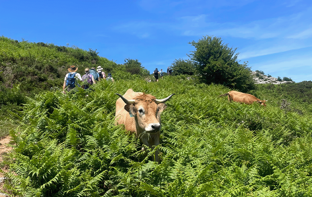 Hikers walking past mountain cows amongst ferns