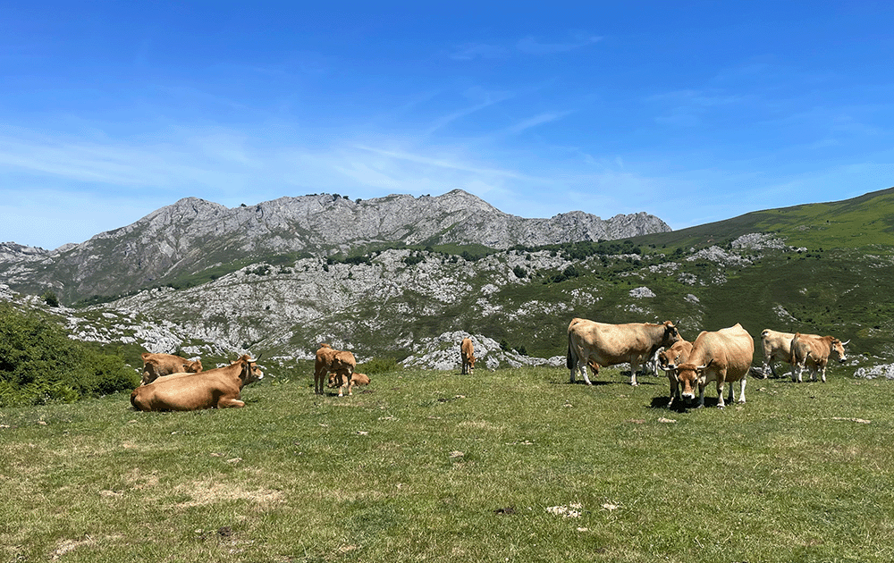 Asturian mountain cattle grazing in a meadow
