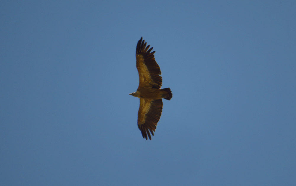 Griffon Vulture in flight