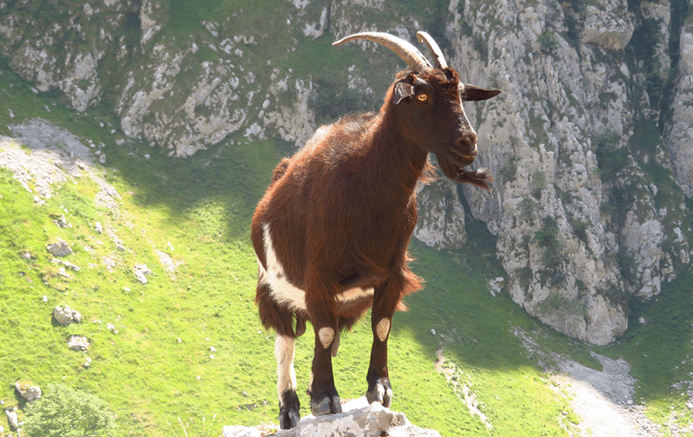 A brown Pyrenean goat on a hiking trail