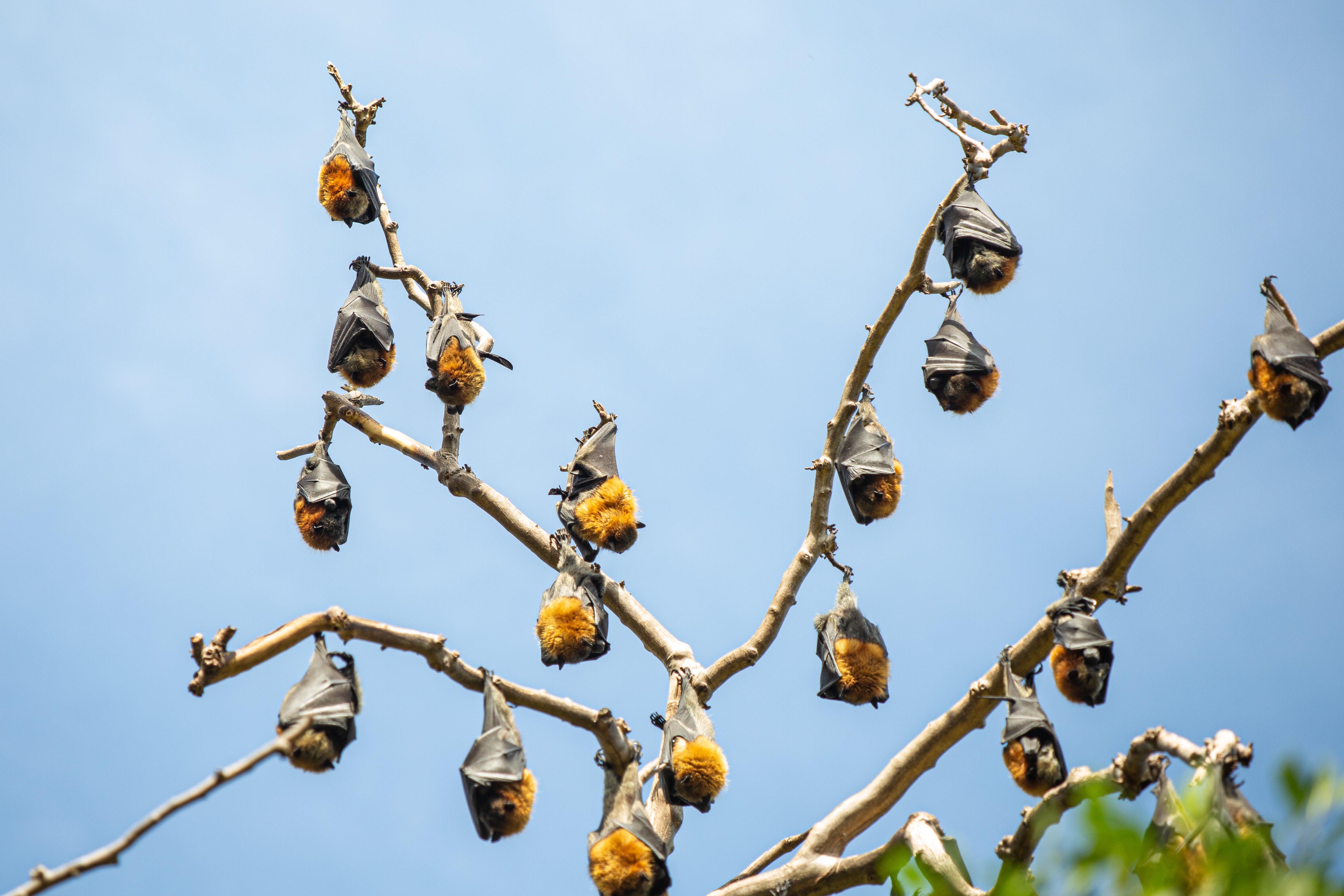 Bats-upside-down-in-tree