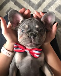 Louie the French bulldog in a bow tie