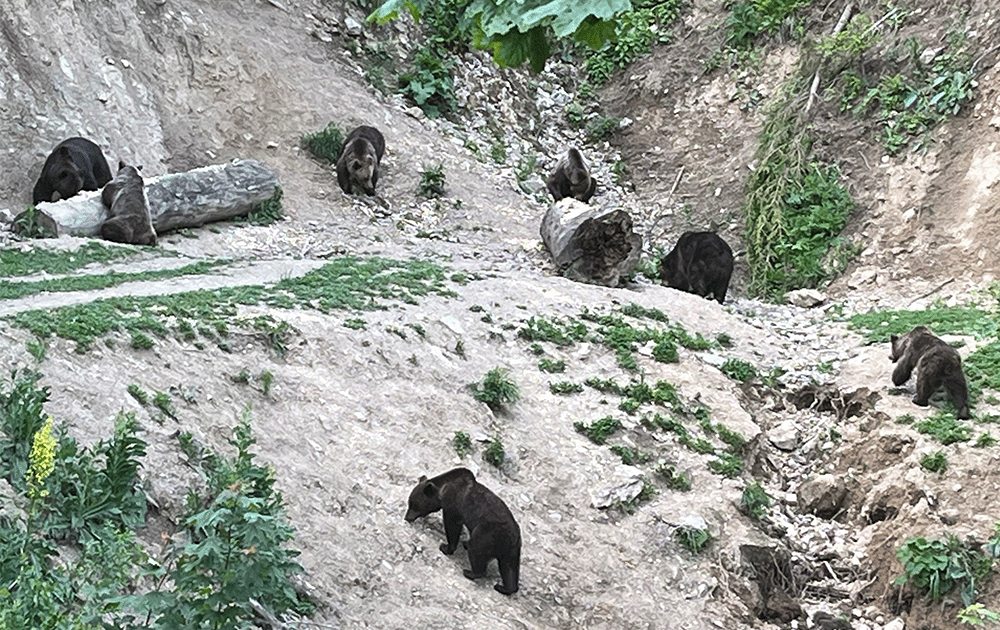 A group of Eurasian brown bears