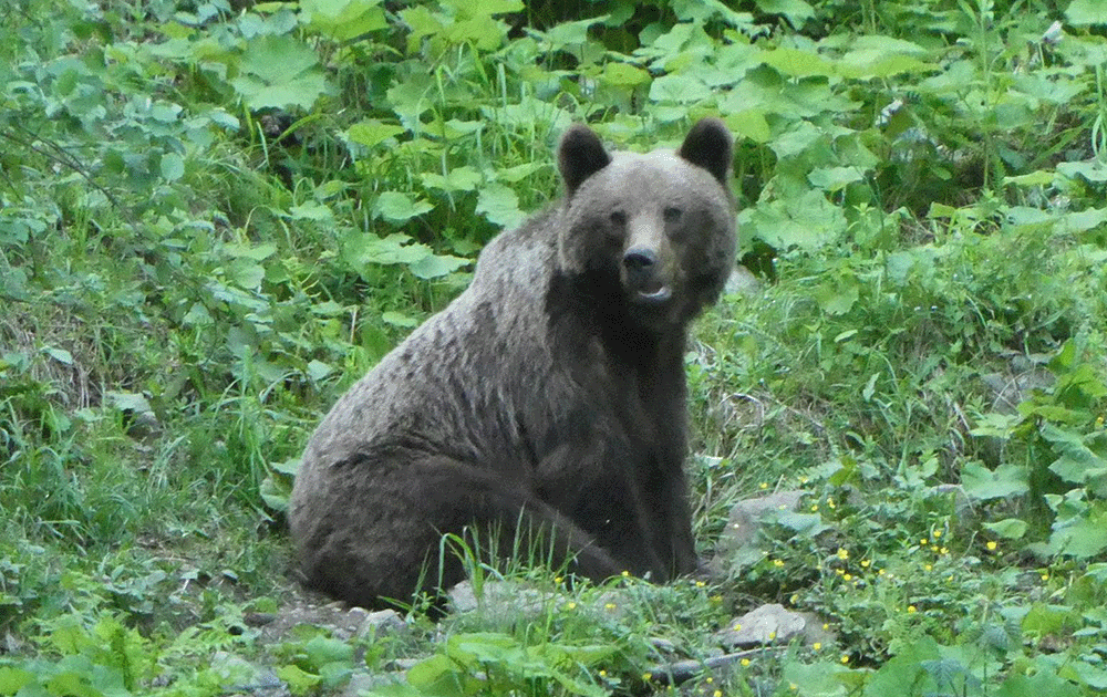 A Romanian brown bear surrounded by greenery