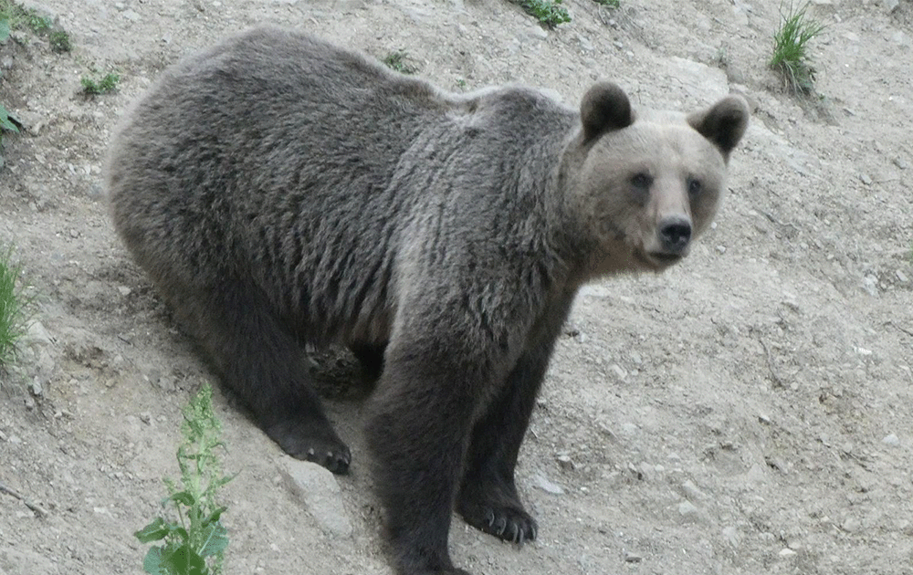 A brown Romanian bear