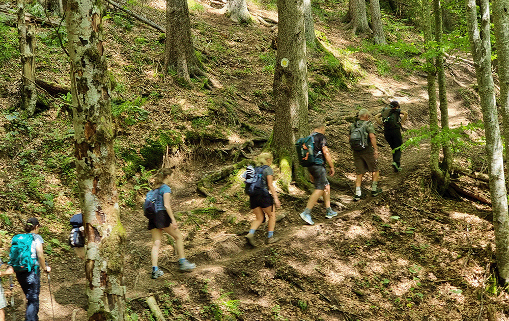 Hiking uphill through a beech forest