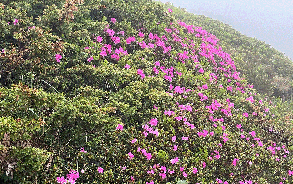 Pink rhododendrons blooming on a mountainside