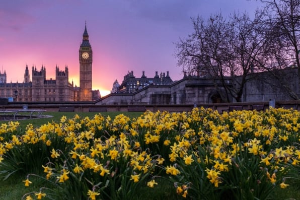 UK Parliament with daffodils